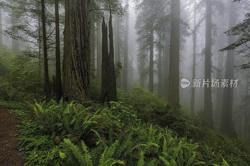 红杉(Sequoia sempervirens)是柏科(柏科)红杉属(Sequoia sempervirens)中唯一的活种。常见的名字包括海岸红杉、加州红杉和巨型红杉。北海岸红杉州立公园;再保险